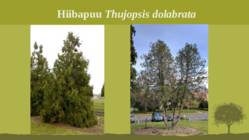 Puittaime liigid-tutvustus-31tk #50