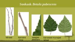 Puittaime liigid-tutvustus-31tk #59