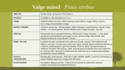 Puittaime liigid-tutvustus-31tk #7