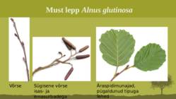 Puittaime liigid-tutvustus-31tk #63
