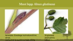 Puittaime liigid-tutvustus-31tk #64