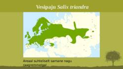 Puittaime liigid-tutvustus-31tk #67
