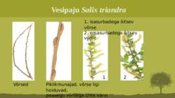 Puittaime liigid-tutvustus-31tk #68
