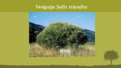 Puittaime liigid-tutvustus-31tk #70