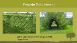 Puittaime liigid-tutvustus-31tk #71