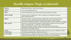 Puittaime liigid-tutvustus-31tk #73
