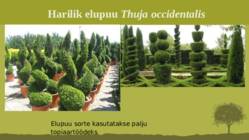 Puittaime liigid-tutvustus-31tk #78