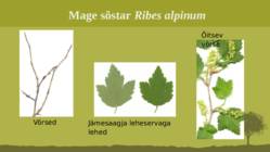 Puittaime liigid-tutvustus-31tk #80