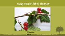 Puittaime liigid-tutvustus-31tk #81