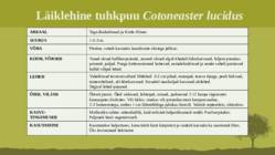 Puittaime liigid-tutvustus-31tk #83