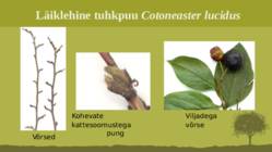 Puittaime liigid-tutvustus-31tk #84