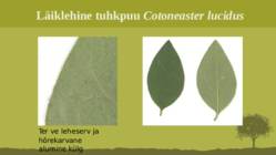 Puittaime liigid-tutvustus-31tk #85