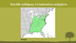 Puittaime liigid-tutvustus-31tk #90