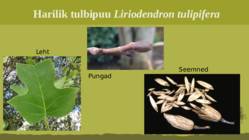 Puittaime liigid-tutvustus-31tk #91
