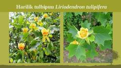 Puittaime liigid-tutvustus-31tk #92