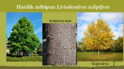 Puittaime liigid-tutvustus-31tk #93