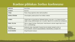 Puittaime liigid-tutvustus-31tk #94