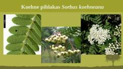 Puittaime liigid-tutvustus-31tk #96
