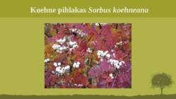 Puittaime liigid-tutvustus-31tk #97