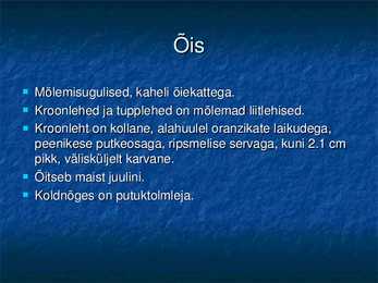 Koldnõges #2