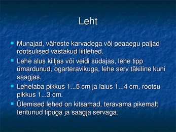 Koldnõges #4