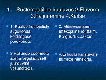 Koldnõges #6