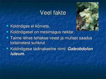 Koldnõges #10