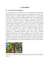 Rooma Impeerium #9