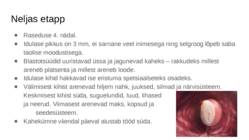 Loote areng #8