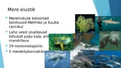 Mehhiko laht #8