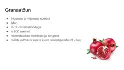Eksootilised-puuviljad #28