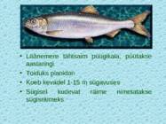 Lnemeri 9 klassidele #74
