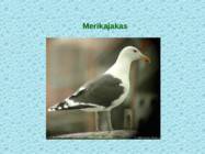 Tv-lk-37 #104