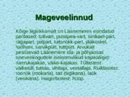 Tv-lk-37 #106