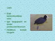 Tv-lk-37 #107