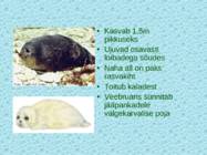 Tv-lk-37 #117