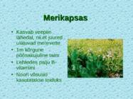 Tv-lk-37 #52