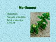 Tv-lk-37 #53