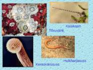 Tv-lk-37 #68