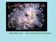 Tv-lk-37 #71
