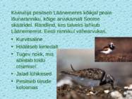 Tv-lk-37 #95