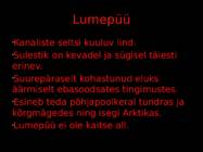 tundra-taimed-ja-loomad #14