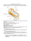 Bioloogia konspekt - viirused-geneetika-haigused