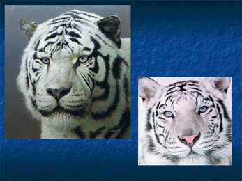 White Tiger #4