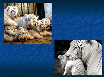 White Tiger #8