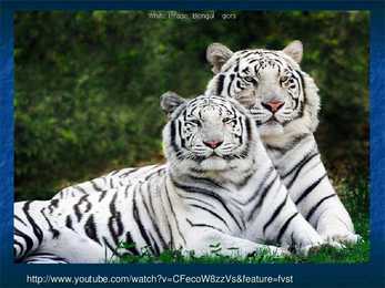 White Tiger #9