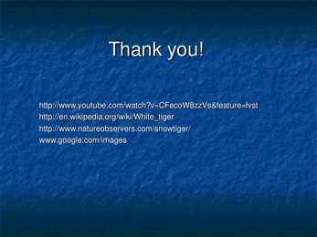 White Tiger #10