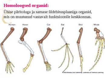 Makroevolutsioon #6
