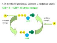 metabolismi esitlus 11 klassi bioloogia #11