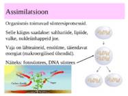 metabolismi esitlus 11 klassi bioloogia #5